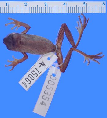 Media type: image; Herpetology A-75064